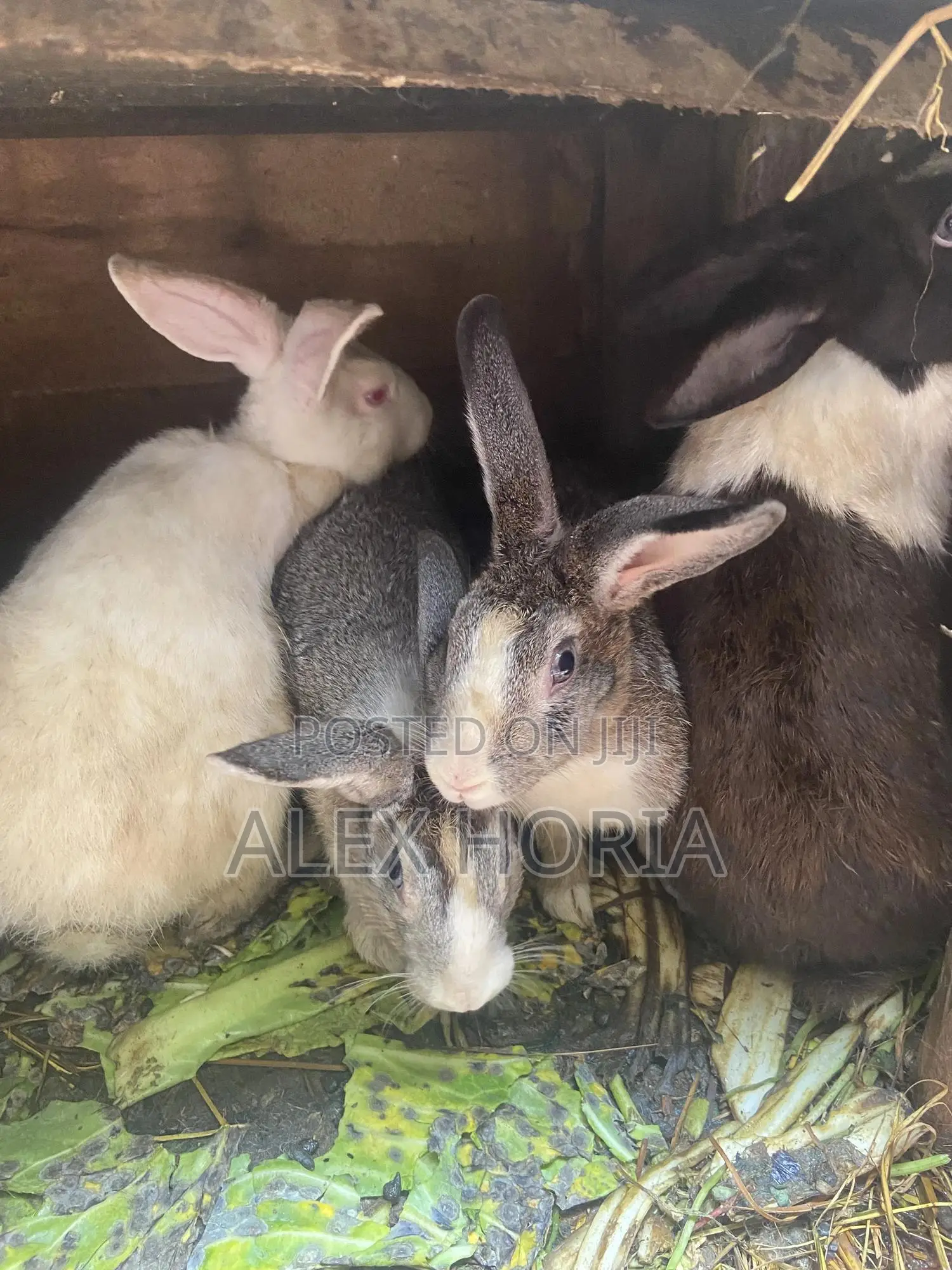 Rabbits Mixed Race