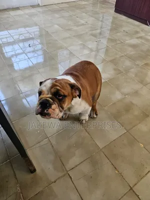 1-3 months Male Purebred Bulldog