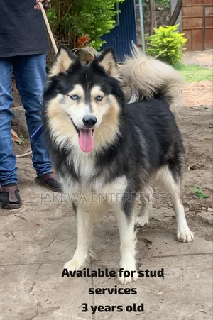 Siberian Husky Stud Service / Matting