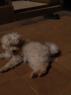 1-3 months Male Purebred Maltese