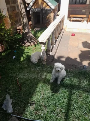 1-3 months Male Purebred Maltese