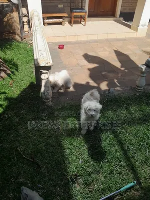 1-3 months Male Purebred Maltese