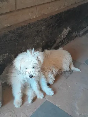 1-3 months Male Purebred Maltese