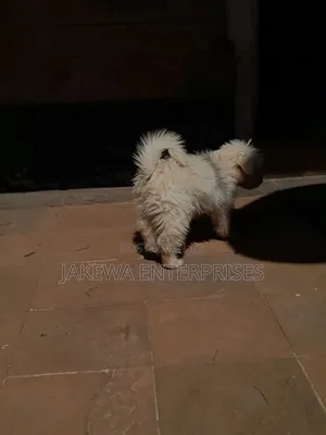 1-3 months Male Purebred Maltese
