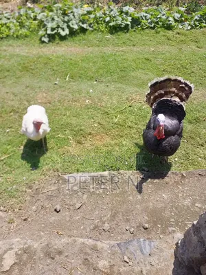 Mature Female Turkey and Eggs Available at 200