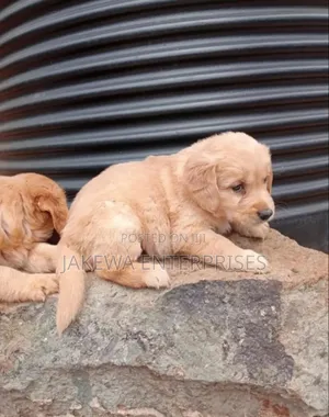 1-3 months Male Purebred Golden Retriever