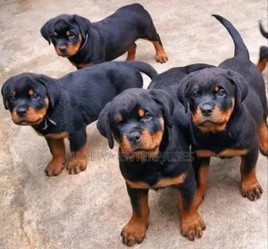 1-3 months Male Purebred Rottweiler