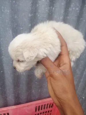 1-3 months Male Purebred Maltese