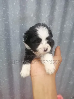 1-3 months Female Purebred Maltese
