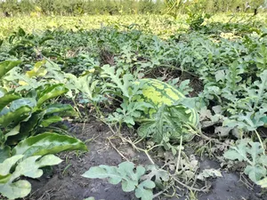 14.5 Acre Established Organic Farm