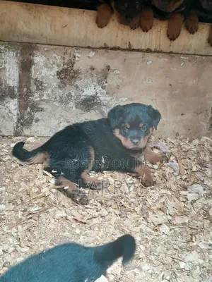 1-3 months Male Purebred Rottweiler