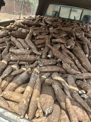 Cassava Tubers Fresh From the Farm - Tasty and Delicious - 100kg