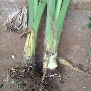 Arrowroots Suckers for Planting - Large Size (Per Piece)