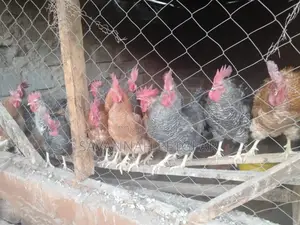 Kari Improved Kienyenji Cocks for Sale (Approximately 2.5-3kgs)