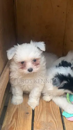 1-3 months Female Purebred Havanese