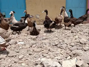 Ornamental Ducks Welsh, Khaki Campbell, Swedish,Rouen, Indian Runners