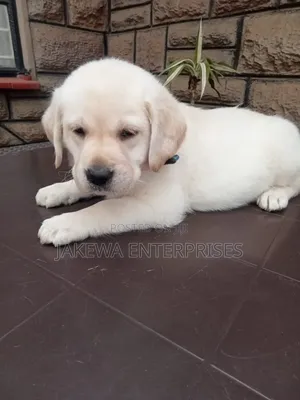 1-3 months Male Purebred Labrador Retriever