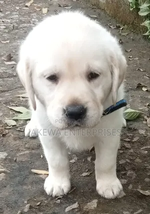 1-3 months Female Purebred Labrador Retriever