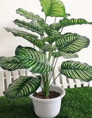 Evergreen Artificial Plant