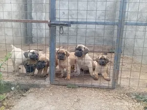 1-3 months Female Purebred Boerboel