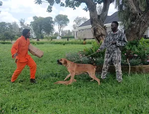 Professional Dog Training