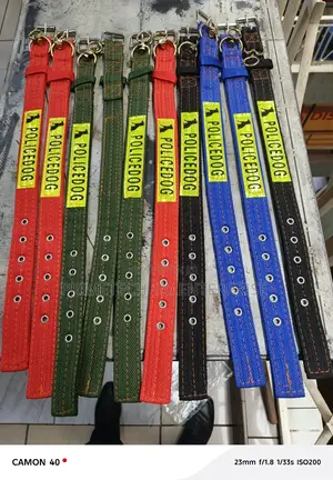 Small Dog Dog Collar