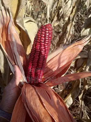 Red Heirloom Maize