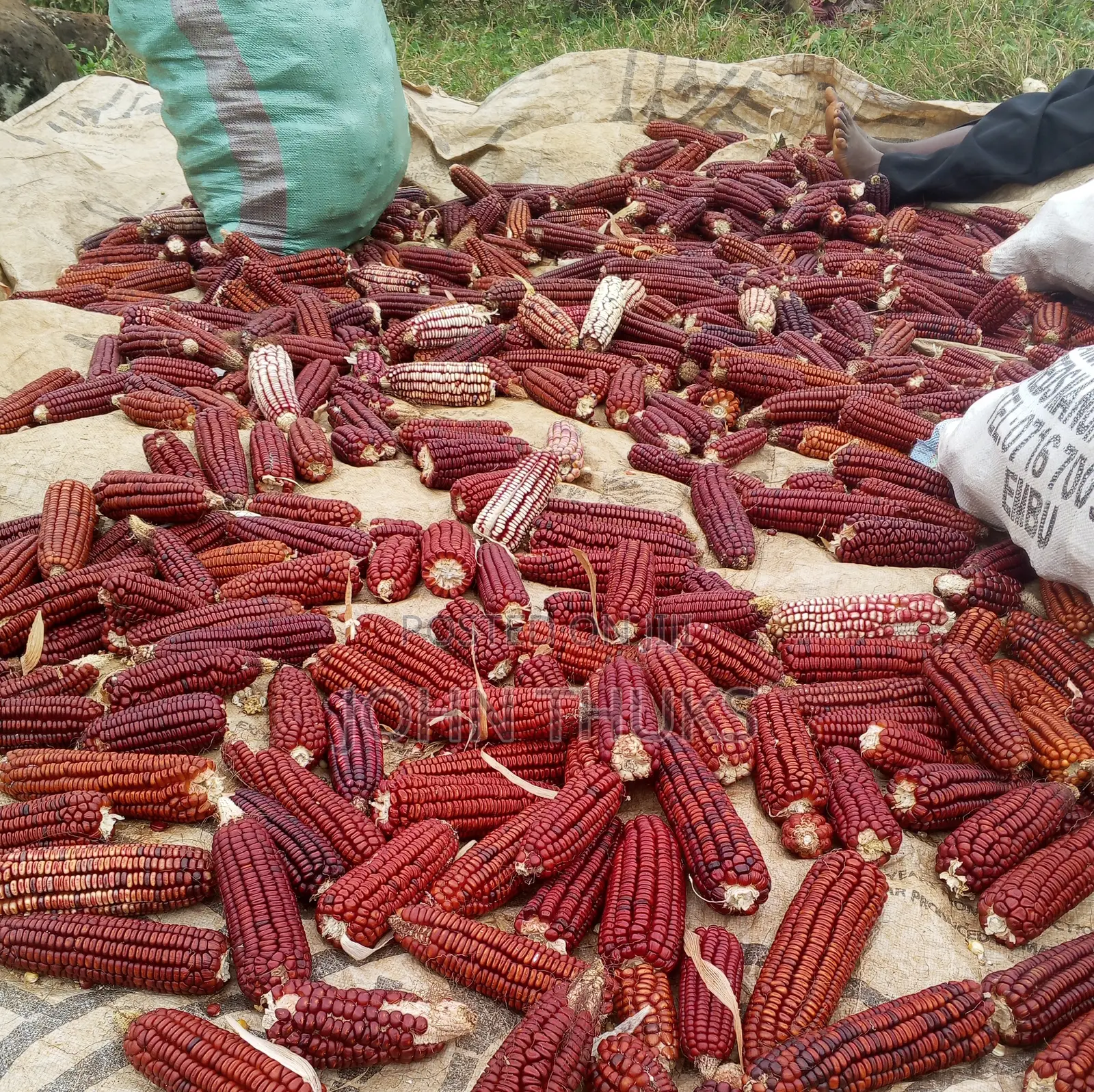 Red Heirloom Maize