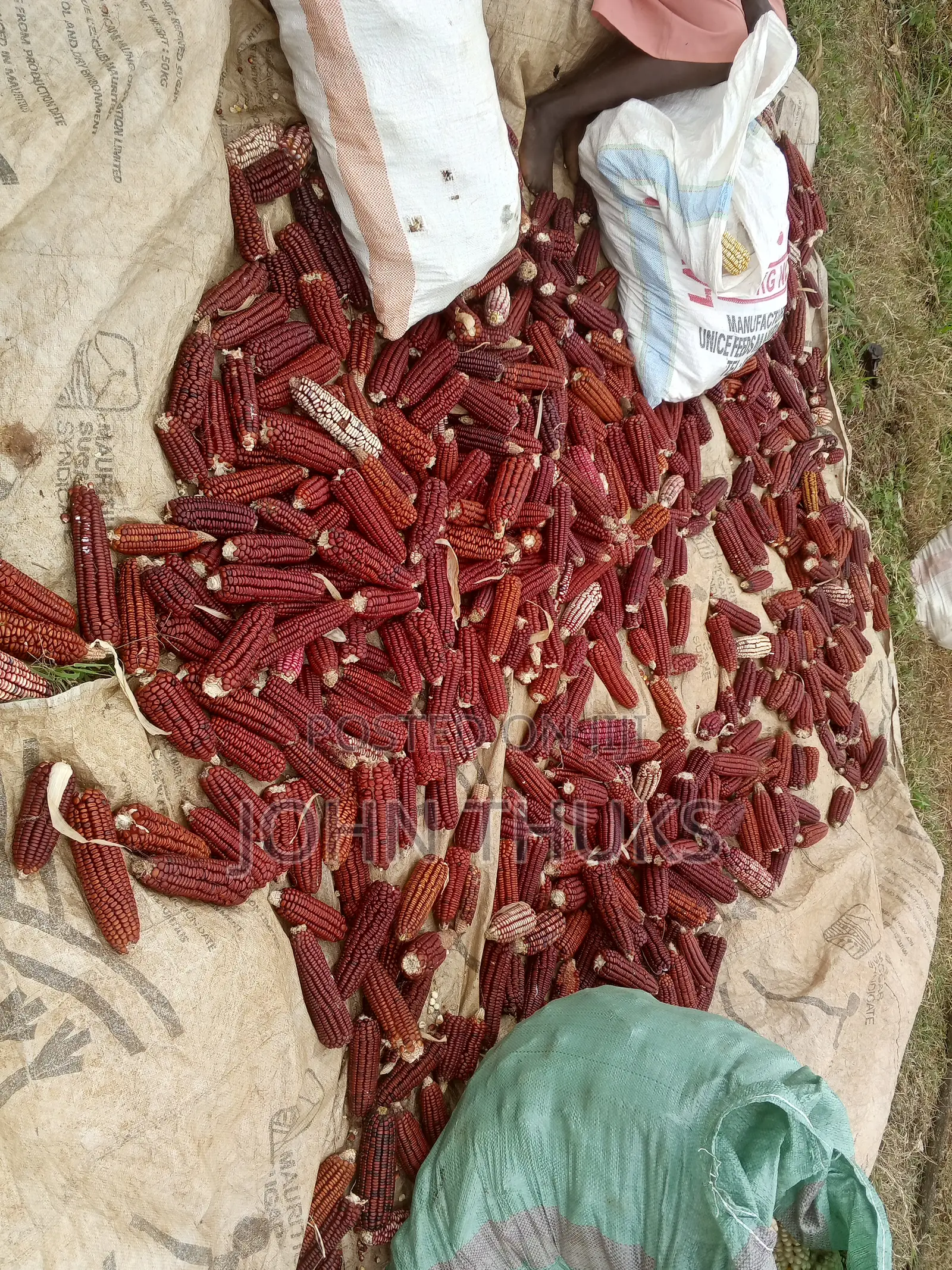 Red Heirloom Maize
