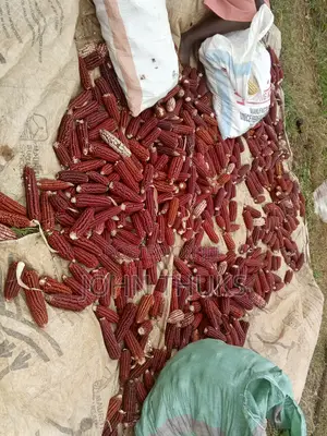 Red Heirloom Maize