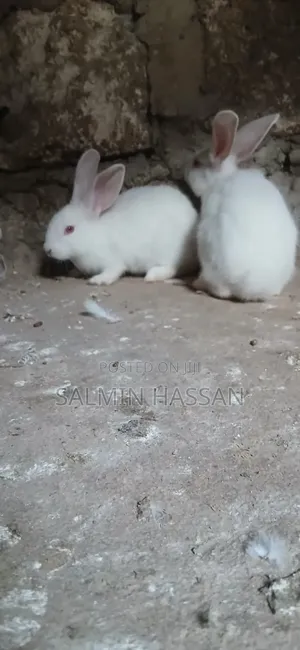 New Zealand Rabbit and Angora