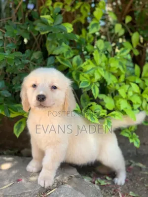1-3 months Male Purebred Golden Retriever