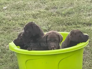1-3 months Male Purebred Labrador Retriever