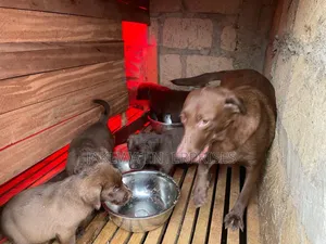 1-3 months Male Purebred Labrador Retriever