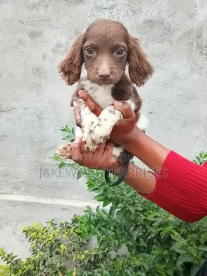 1-3 months Female Purebred English Springer Spaniel
