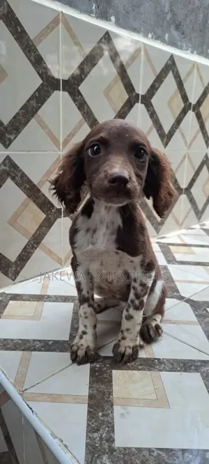 1-3 months Male Purebred English Springer Spaniel