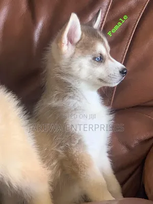 1-3 months Female Purebred Siberian Husky