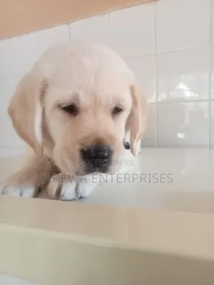 1-3 months Male Purebred Labrador Retriever