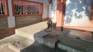 1+ year Female Purebred German Shepherd