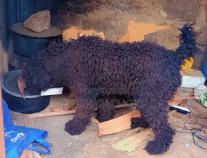 1-3 months Female Purebred Poodle