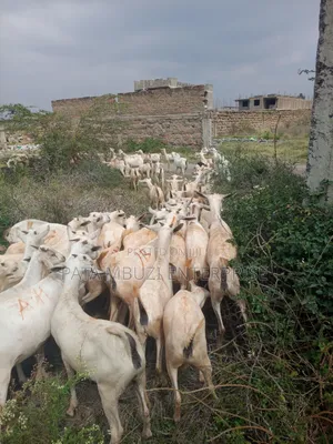 Somali Goats