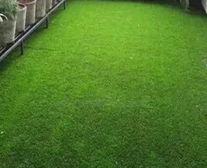 High-Quality Synthetic Grass Carpets– Odeon, Nairobi