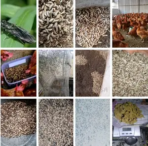 Virtual 2hrs Black Soldier Fly Farming Training.