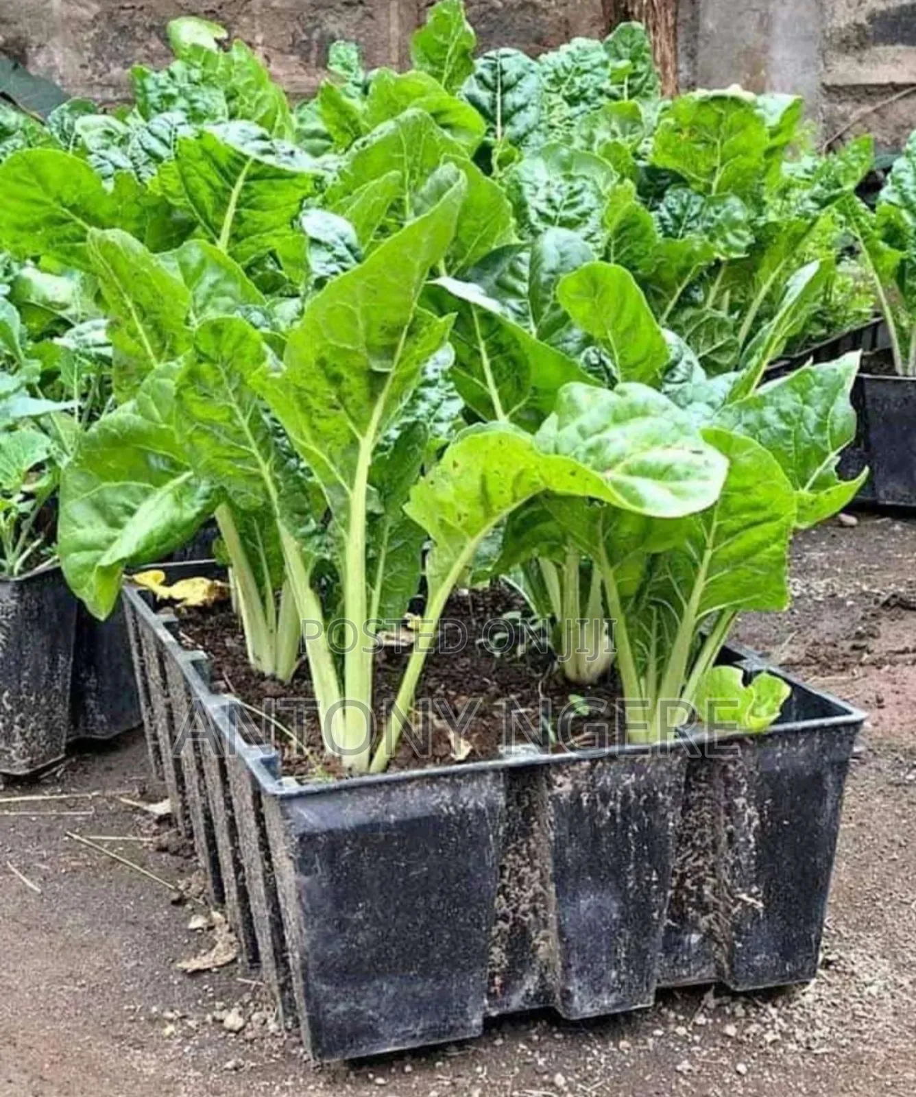 Rectangular Planters