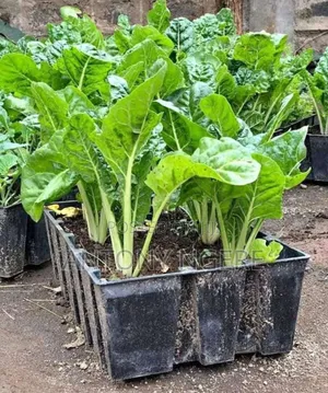 Rectangular Planters