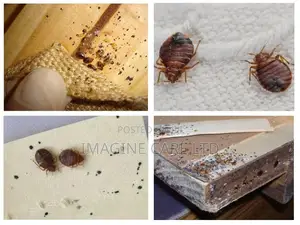 Bedbug Fumigation Service