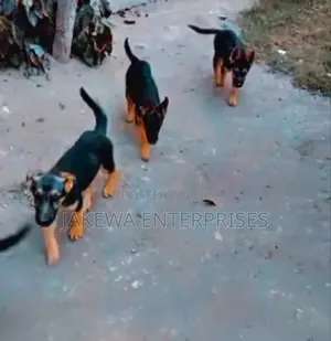 1-3 months Male Purebred German Shepherd