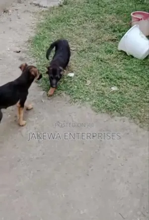 1-3 months Male Purebred German Shepherd