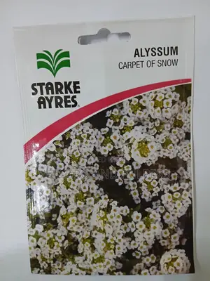 Alyssum Carpet Of Snow
