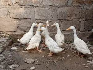 Exotic Ducks